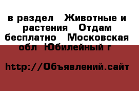  в раздел : Животные и растения » Отдам бесплатно . Московская обл.,Юбилейный г.